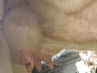 Kuh, Simmental cattle — Foto 5