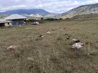 Turkeys — फ़ोटो 3