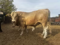 Toro, Simmental cattle — foto 2