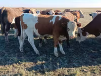 Bulle, Simmental cattle — Foto 2