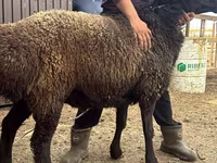 मेढ़ा, Edilbay sheep — फ़ोटो 4
