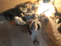 Chickens — 4-сурет