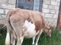 İnək, Azərbaycan zebu — foto 4