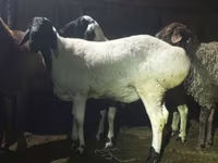 Widder, Hissar sheep — Foto 1