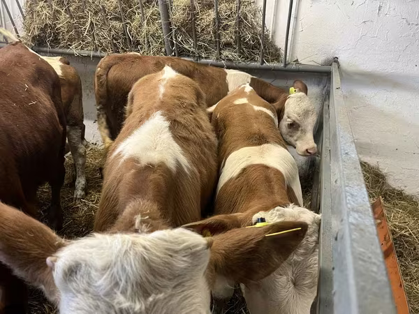 ثور, Simmental cattle