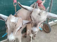 Echkilar (partiya, jinsi ko‘rsatilmagan), Alpine goat — 3-rasm