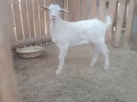 Ziege, Russian White goat — Foto 3