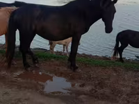 فرس, Mugalzhar horse — الصورة 2