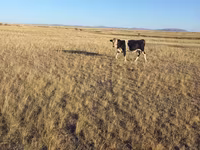 Bull, Kazakh White-headed cow — photo 8