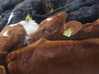 Bulle, Simmental cattle — Foto 1