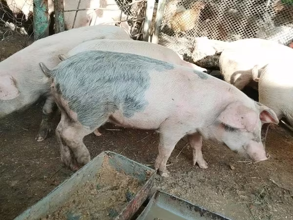 Schweine (Partie, Geschlecht nicht angegeben), Schweine
