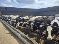 Kuh, Holstein-Rasse — Foto 8