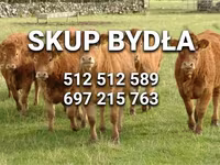 ثور, Simmental cattle — الصورة 1