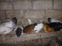 Chickens — foto 1