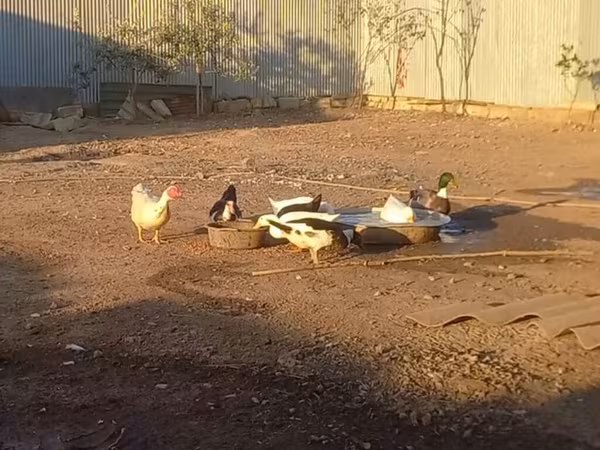 Ducks