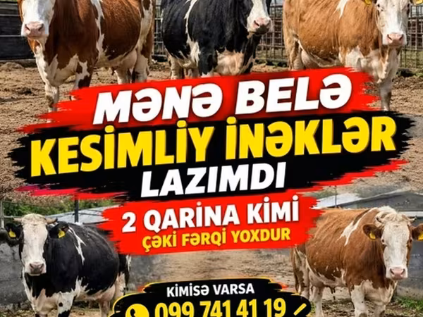 Kuh, Simmental cattle