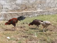 Chickens — الصورة 4