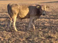 Bulle, Simmental cattle — Foto 3