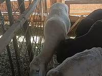 كبش, Merino sheep — الصورة 4