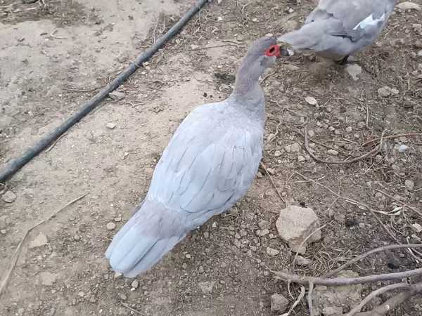 مسكوفي منزلي
