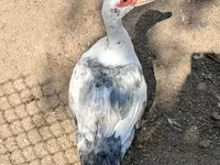 मुलार्ड — फ़ोटो 1