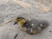 Ducks — الصورة 6