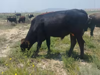 ثور, الماشية — الصورة 2