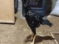 Chickens — 1-rasm
