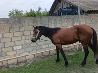 حصان, Azerbaijan horse — الصورة 1
