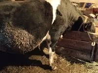 Bulle, Kasachische Weißkopfkuh — Foto 1