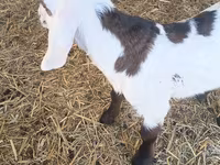 公山羊, Nubian Goat — 照片 2