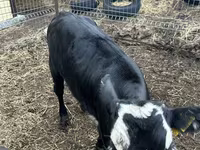 Kuh, Russian Black pied cattle — Foto 3