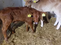 Bulle, Simmental cattle — Foto 5