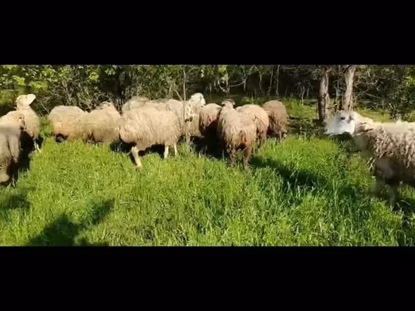 نعجة, الأغنام
