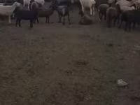 Schaf, Edilbay sheep — Foto 7