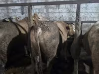 公牛, Cattle — 照片 7
