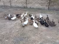Ducks — Foto 2
