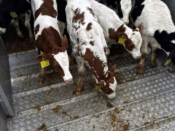 公牛, Simmental cattle
