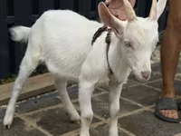 Ziege, Saanen goat — Foto 2