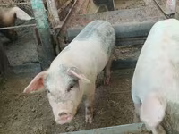 Schweine (Partie, Geschlecht nicht angegeben), Schweine — Foto 5