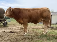 Bull, Limousin cow — photo 1