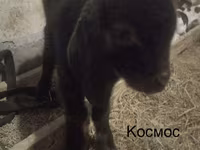 Keçi, Kamori goats — foto 6