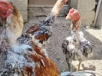 Chickens — الصورة 2