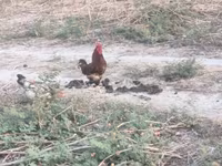 Chickens — foto 4