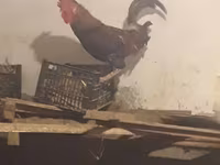 Chickens — foto 2