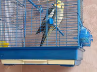 Növ: Nimfa (Cockatiel) cütlük Təsvir: Şəkillərdə göründüyü kimi iki — Foto 4
