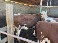 Бұқа, Simmental cattle — 7-сурет