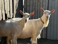 Ziege, Saanen goat — Foto 1