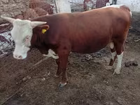 Бұқа, Simmental cattle — 3-сурет