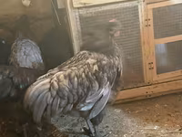 Chickens — الصورة 6